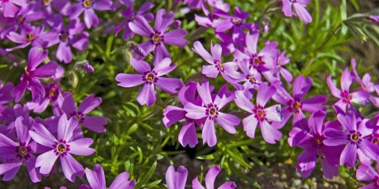 O lugar onde a verbena será plantada faz muita diferença no resultado final. - Créditos: depositphotos.com / banedeki