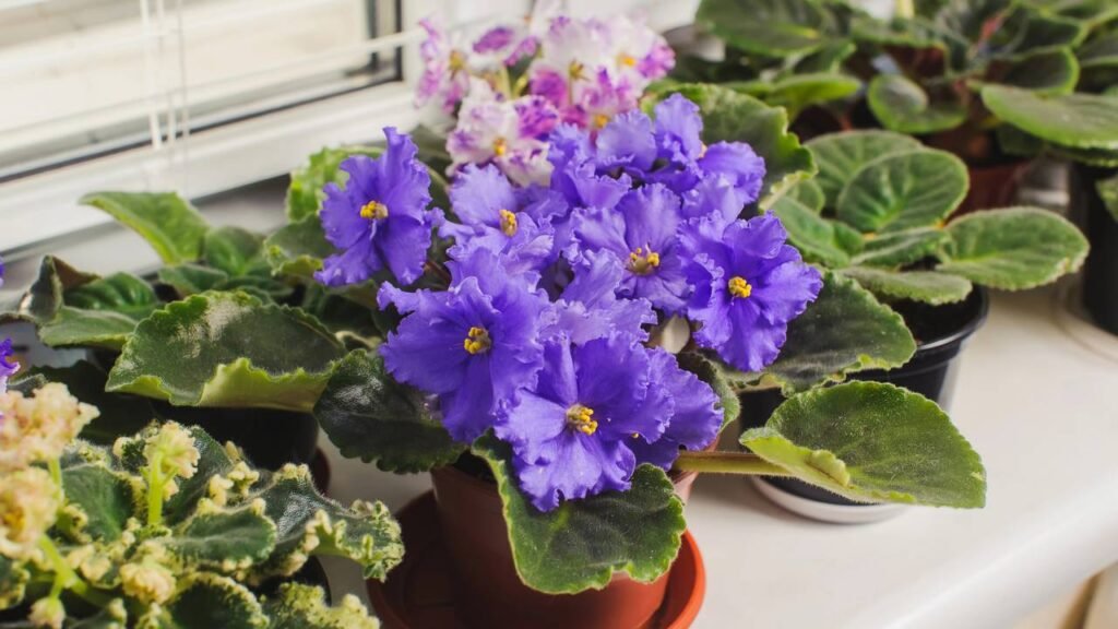 flores para plantar em vasos