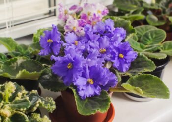 Violetas sempre floridas, os cuidados para uma floração o ano todo