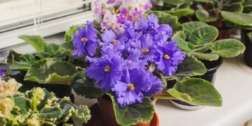Violetas sempre floridas, os cuidados para uma floração o ano todo