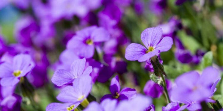 O primeiro passo é escolher bem o vaso. Como a violeta tem raízes rasas, vasos pequenos de plástico ou barro funcionam melhor - Créditos: depositphotos.com / pista23