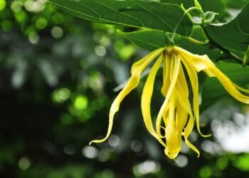A árvore que cresce rápido, perfuma o jardim e encanta com flores estreladas