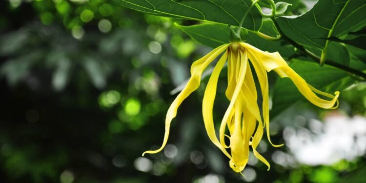 O grande destaque do ylang-ylang são suas flores pendentes e compridas, com formato de estrela irregular - Créditos: depositphotos.com / bigjom