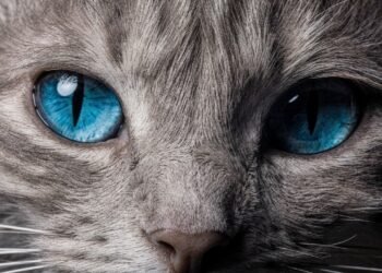 As curiosidades mais impressionantes sobre a visão dos gatos e o que elas significam