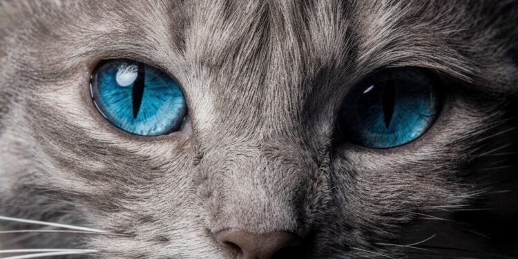 As curiosidades mais impressionantes sobre a visão dos gatos e o que elas significam