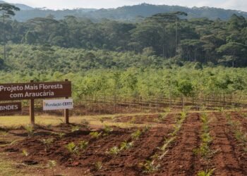 O projeto que está devolvendo vida à Mata Atlântica em Santa Catarina e criando novas oportunidades para as comunidades locais