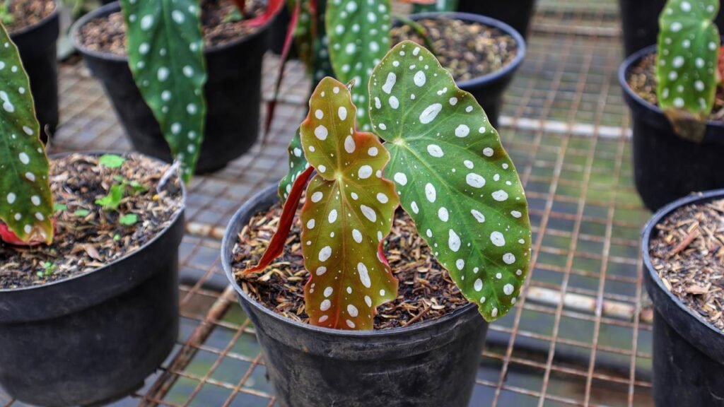 Como cultivar begônia
