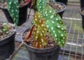 Begônia maculata: veja como plantar, cuidar e manter suas folhas cheias de bolinhas
