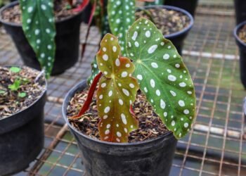 Begônia maculata: veja como plantar, cuidar e manter suas folhas cheias de bolinhas