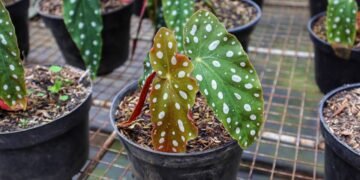 Begônia maculata: veja como plantar, cuidar e manter suas folhas cheias de bolinhas