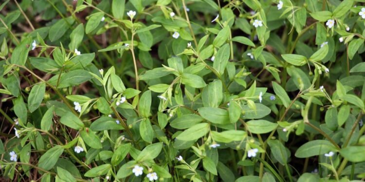 A erva-baleeira é um arbusto de porte médio, de folhas alongadas, levemente ásperas e muito aromáticas, - Créditos: depositphotos.com / orestligetka.ukr.net