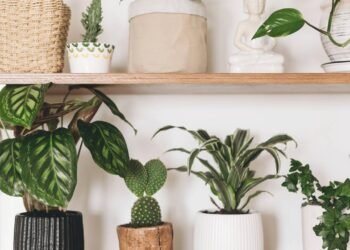 A planta tropical que virou tendência em 2026 e transforma qualquer ambiente da casa