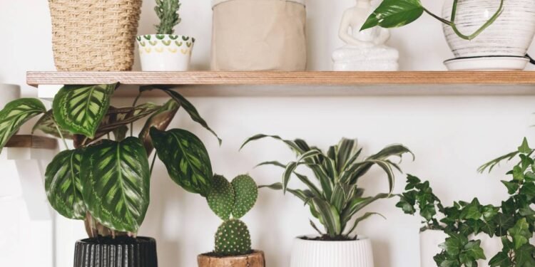 O plantio da Calathea pode ser feito em vasos ou diretamente no solo do jardim, desde que o ambiente lembre um pouco - Créditos: depositphotos.com / Sonyachny