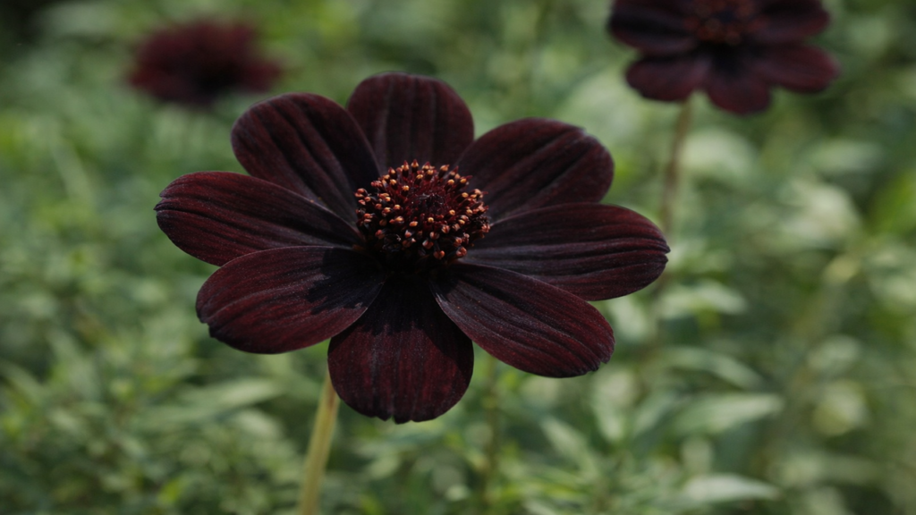 Cosmos chocolate é a flor mais rara do jardim