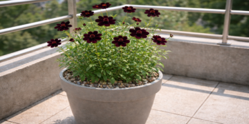 Cosmos chocolate é a flor mais rara do jardim