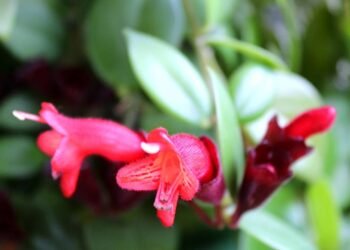 A planta tropical que transforma varandas e salas em jardins cheios de vida