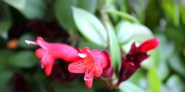 A planta tropical que transforma varandas e salas em jardins cheios de vida