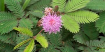 Dormideira, trevos e flamboyant: conheça as espécies que têm rituais de sono surpreendentes