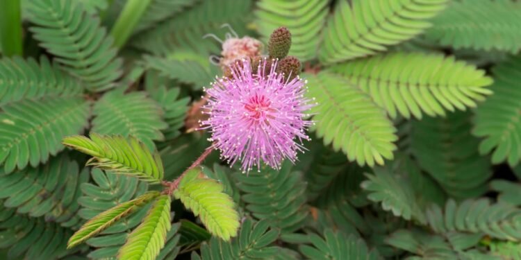 Fechar as folhas à noite não é apenas um “capricho” da planta; é uma estratégia de economia e proteção - Créditos: depositphotos.com / Noppharat_th