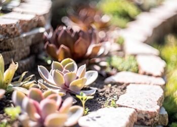 Do plantio à manutenção: tudo o que você precisa saber para se tornar um mestre das suculentas