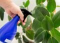 Como plantar ficus elastica e mantê-la bonita, saudável e adaptada ao ambiente