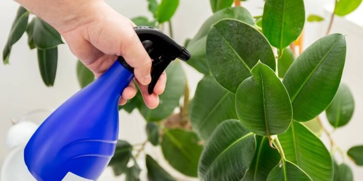 Ao pensar em como plantar a Ficus elastica, é essencial observar clima e temperatura do lugar onde você mora. - Créditos: depositphotos.com / Levak