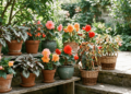Aprenda a plantar begônias em vasos decorativos e transforme a decoração da sua casa com cor