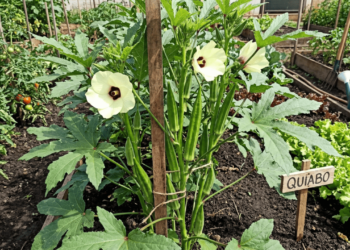 Sem quintal? Veja como plantar quiabo em vasos e ter colheita saudável