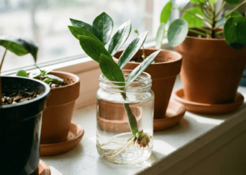 Da folha ao rizoma: como multiplicar Zamioculca sem gastar nada usando apenas uma folha