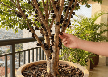 Jabuticabeira em apartamento: como escolher o vaso ideal para ter frutos direto da sacada