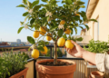 Onde colocar o limoeiro em vaso para ter folhas verdes e limões o ano todo
