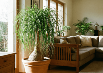 Pata-de-elefante: planta que combina beleza, resistência e poucos cuidados