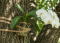 O segredo simples que faz suas orquídeas crescerem mais saudáveis e bonitas em casa