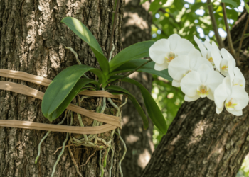 O segredo simples que faz suas orquídeas crescerem mais saudáveis e bonitas em casa
