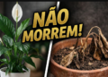 A escolha mais inteligente para ter plantas em casa
