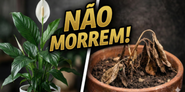 A escolha mais inteligente para ter plantas em casa