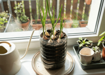 Não jogue fora: aprenda a plantar aquele seu alho brotando na fruteira em garrafa PET e colha tempero fresco