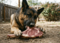 O que acontece se você der carne crua ao seu cachorro uma vez por semana