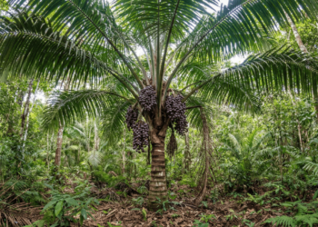 Bacaba: conheça o vinho da Amazônia que promete ser o novo queridinho da sua dieta saudável