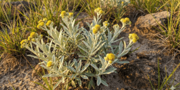 Conheça a marcelinha: a erva nativa que acalma o sistema digestivo e ajuda no relaxamento noturno