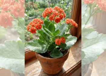 Como plantar kalanchoe em vasos e garantir floração duradoura sem complicações