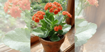 Como plantar kalanchoe em vasos e garantir floração duradoura sem complicações