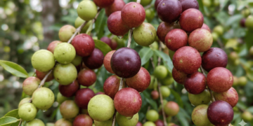 A fruta que esconde um superpoder de vitamina C que seu corpo vai agradecer