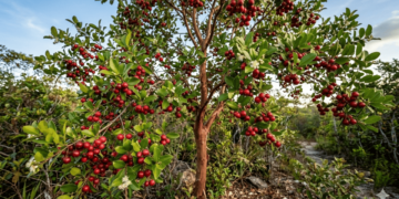 Como incluir o araçá na rotina e aproveitar vitaminas, fibras e antioxidantes essenciais