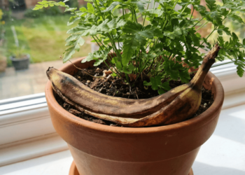 Passo a passo para transformar casca de banana em adubo natural para plantas e hortas