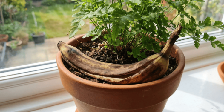 No dia a dia, quem cuida de plantas costuma escolher métodos práticos