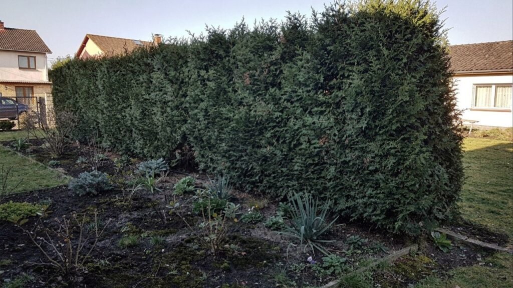 Morador denuncia cerca viva de cinco metros do seu vizinho que bloqueia luz do jardim e prefeitura exige R$ 27 mil para analisar queixa