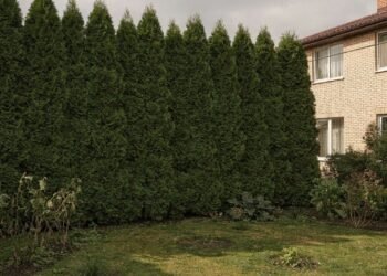 Morador denuncia cerca viva de cinco metros do seu vizinho que bloqueia luz do jardim e prefeitura exige R$ 27 mil para analisar queixa