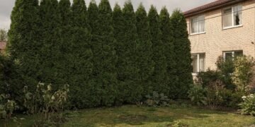 Morador denuncia cerca viva de cinco metros do seu vizinho que bloqueia luz do jardim e prefeitura exige R$ 27 mil para analisar queixa