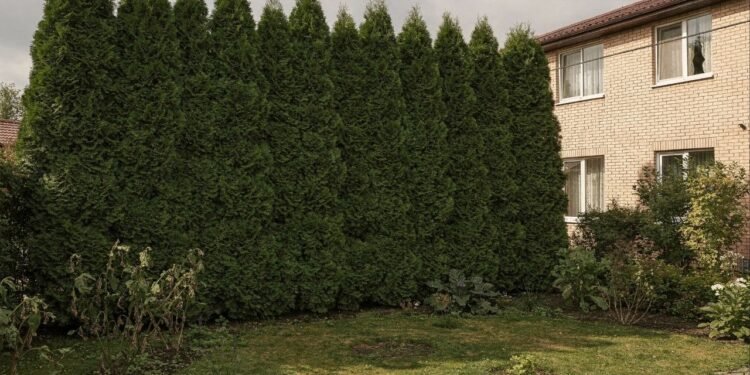 Morador denuncia cerca viva de cinco metros do seu vizinho que bloqueia luz do jardim e prefeitura exige R$ 27 mil para analisar queixa